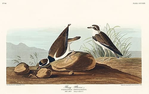 Ring Plover Art Print
