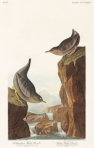 Columbian Water Ouzel and Arctic Water Ouzel Art Print