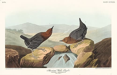 American Water Ouzel Art Print by John James Audubon