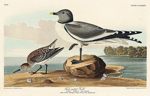 Fork-tailed Gull Art Print