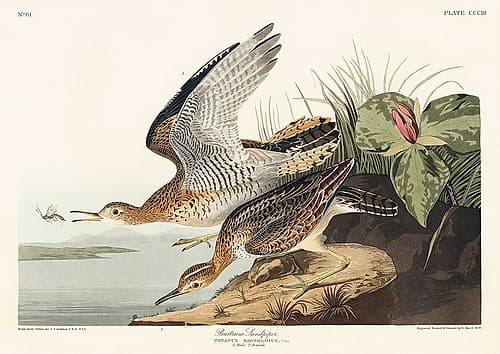 Bartram Sandpiper Art Print