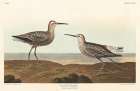 Long-legged Sandpiper Art Print