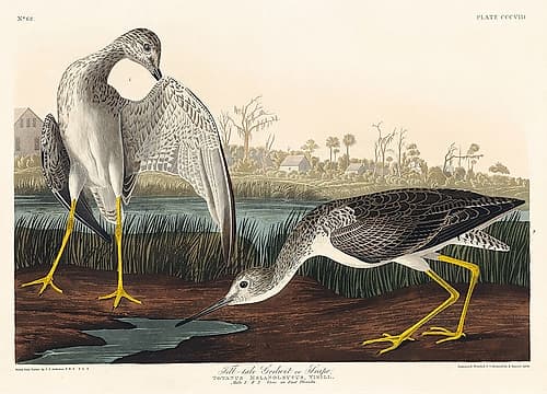 Tell-tale Godwit or Snipe Art Print