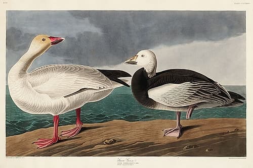 Snow Goose Art Print