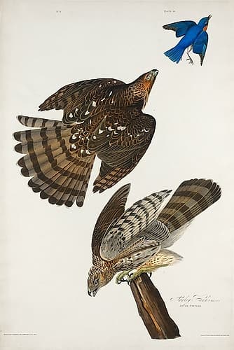 Stanley Hawk Art Print