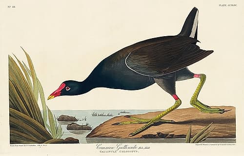 Common Gallinule Art Print