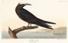 Noddy Tern Art Print