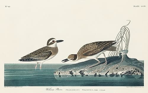 Wilsons Plover Art Print