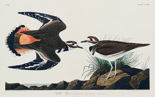 Kildeer Plover Art Print
