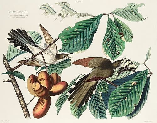 Yellow-billed Cuckoo Art Print