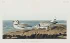 Piping Plover Art Print