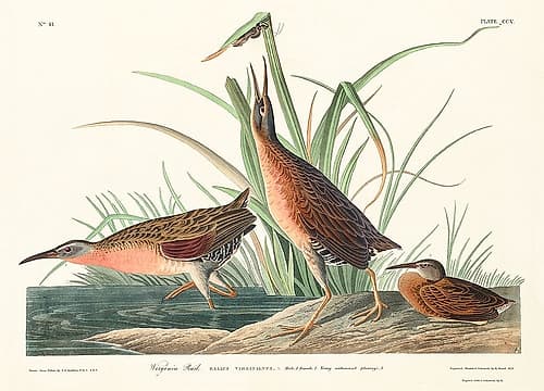 Virginia Rail Art Print