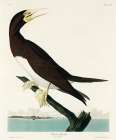 Booby Gannet Art Print