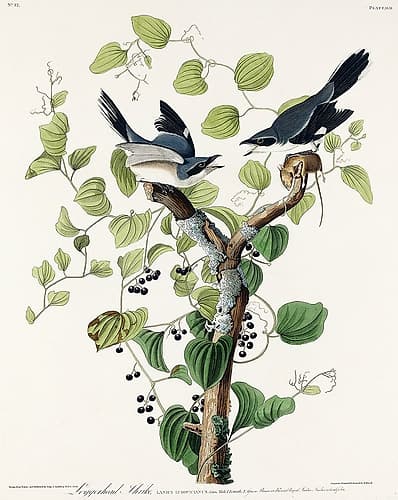Loggerhead Shrike Art Print