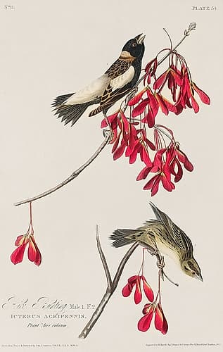 Rice Bird Art Print