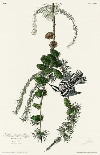 Black and White Creeper Art Print