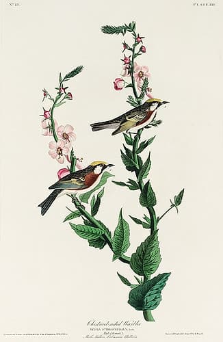 Chestnut-sided Warbler Art Print