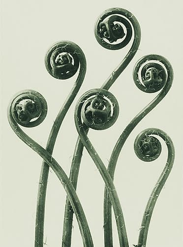 Adiantum pedatum (American Maiden-hair Fern) Art Print by Karl Blossfeldt
