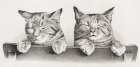 Cats Art Print