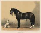 Orloffer (Orloff Horse) Art Print