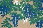 Wisteria from Momoyogusa Art Print