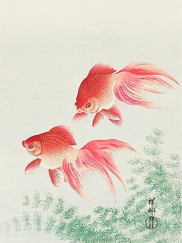 Two veil goldfish Nature Print