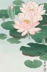 Water Lily Art Print