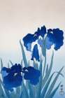 Iris flowers Art Print