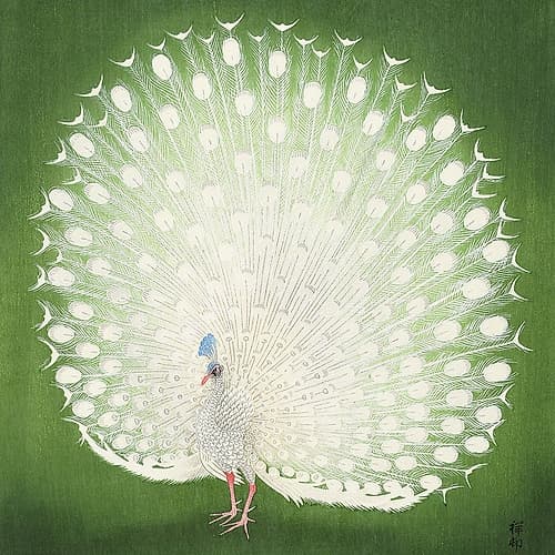 Peacock Art Print