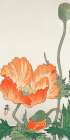Orange Poppy Art Print