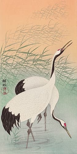 Two cranes Art Print