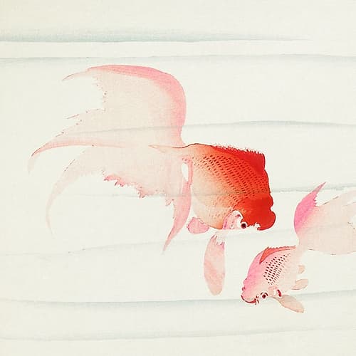 Gold fish Art Print