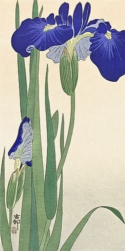 Blue Irises Art Print