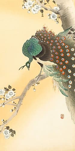 Peacock on a cherry blossom tree Art Print