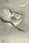 Long-eared owl in ginkgo Art Print