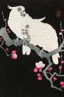 Two cockatoo and plum blossom Art Print