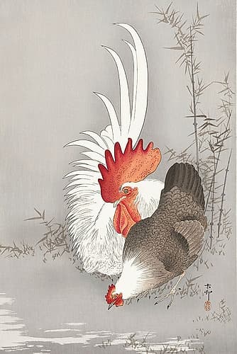 Rooster and chicken Art Print