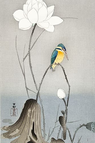 Kingfisher with Lotus Flower Nature Print
