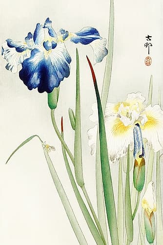Irises Art Print