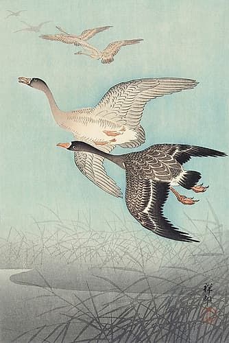 Great geese in flight Art Print