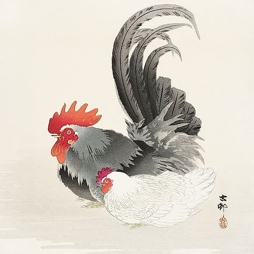 Chicken and cock Art Print