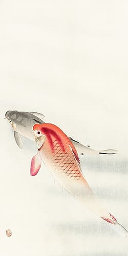 Two carp Art Print