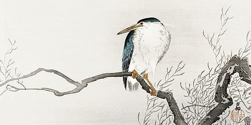Quack on erratic branch Art Print