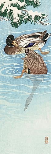 Couple of ducks in the water Art Print
