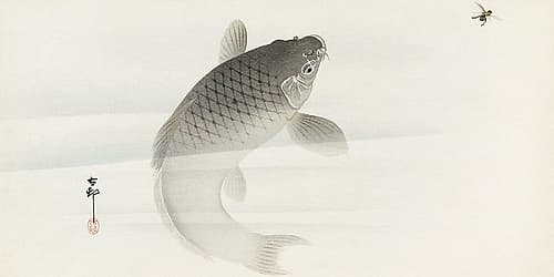 Carp and fly Art Print