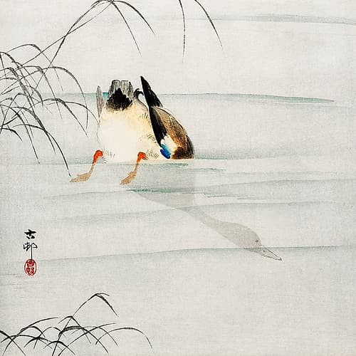 Mallard, the head under water Art Print