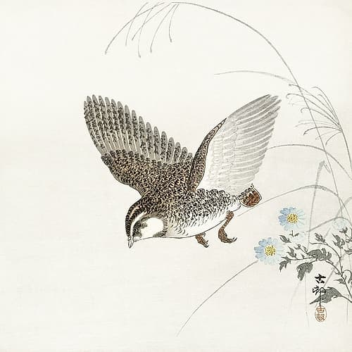 Flying quail Art Print