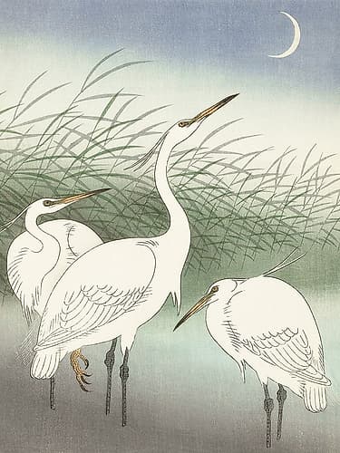 Herons in shallow water Art Print