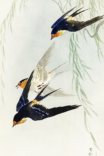 Three birds in full flight Art Print