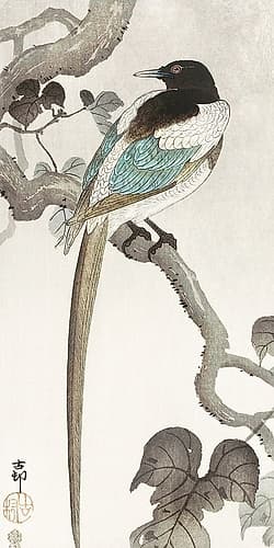 Magpie on tree branch Art Print